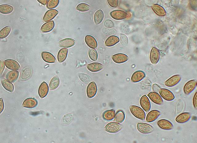 Conocybe horakii      Watling & G.M. Taylor